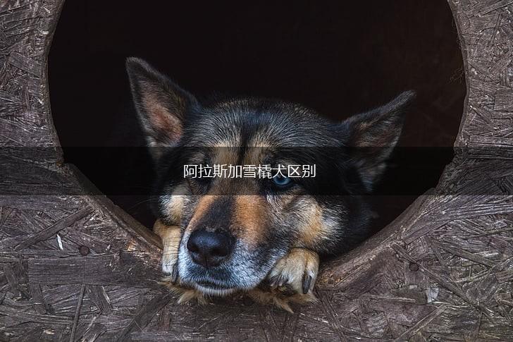 阿拉斯加雪橇犬区别,第1张