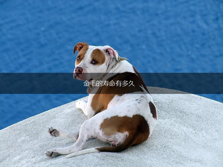 金毛的寿命有多久,第1张