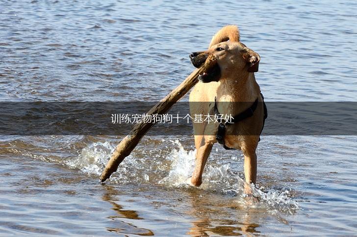 训练宠物狗狗十个基本好处,第1张 训练宠物狗狗十个基本好处,第1张