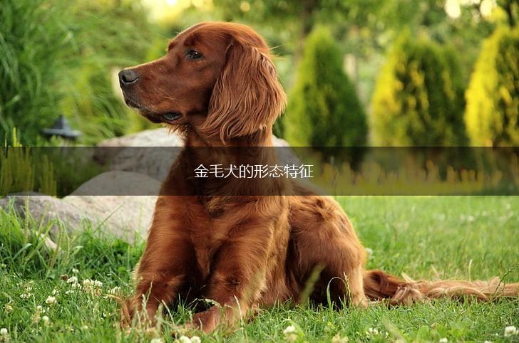 金毛犬的形态特征,第1张 金毛犬的形态特征,第1张