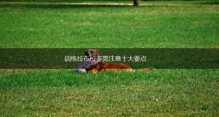 训练拉布拉多需注意十大要点,第1张 训练拉布拉多需注意十大要点,第1张