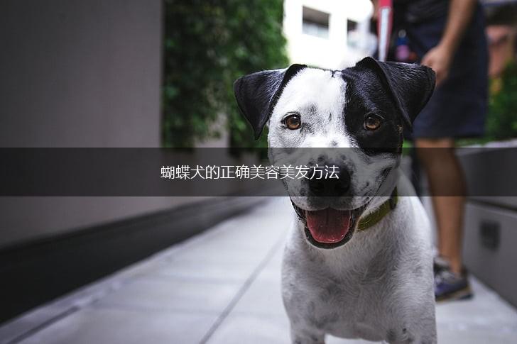 蝴蝶犬的正确美容美发方法,第1张
