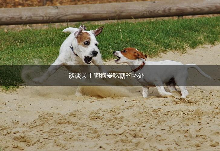 谈谈关于狗狗爱吃糖的坏处,第1张