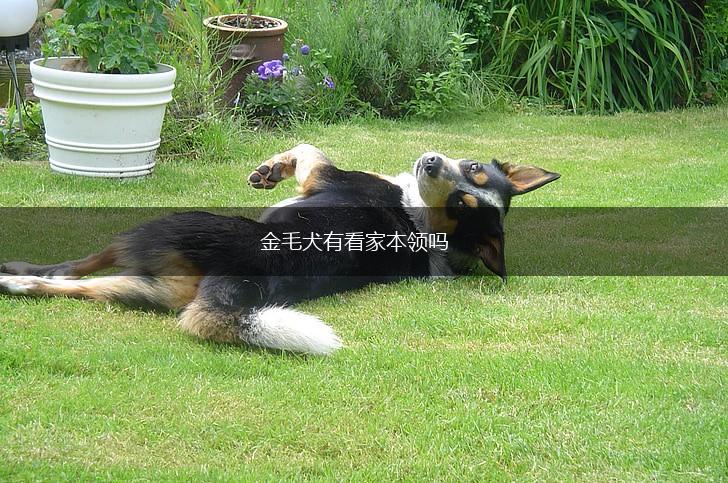 金毛犬有看家本领吗,第1张
