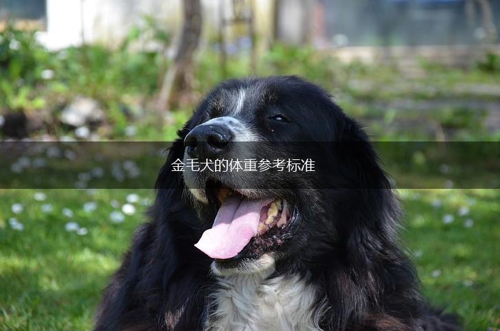 金毛犬的体重参考标准,第1张