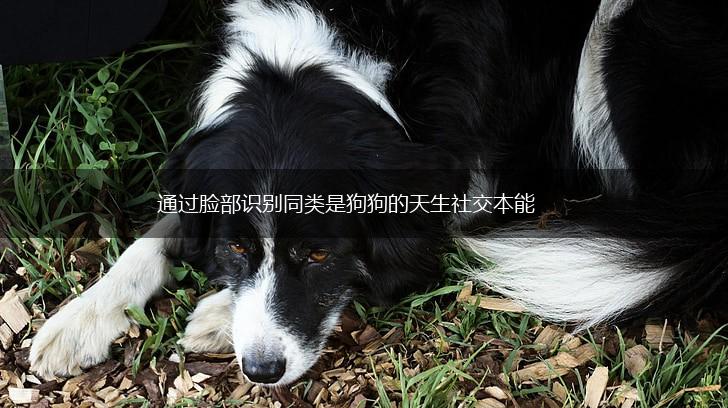 通过脸部识别同类是狗狗的天生社交本能,第1张