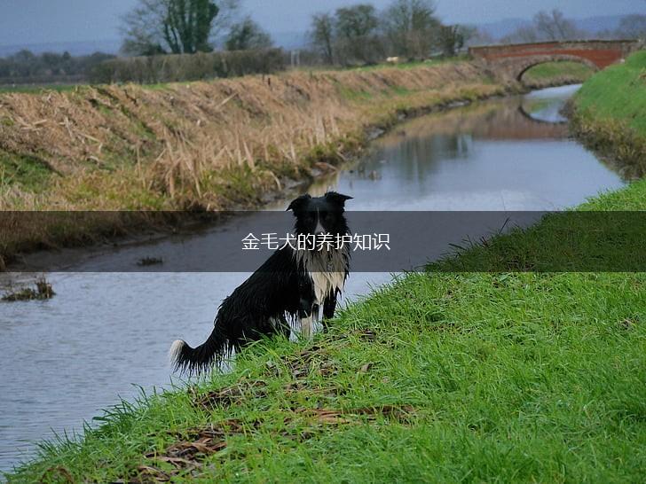 金毛犬的养护知识,第1张