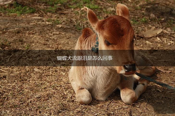 蝴蝶犬流眼泪是怎么回事,第1张