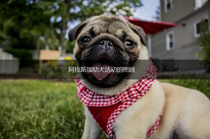 阿拉斯加幼犬活动的照顾,第1张