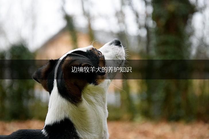 边境牧羊犬的养护知识,第1张