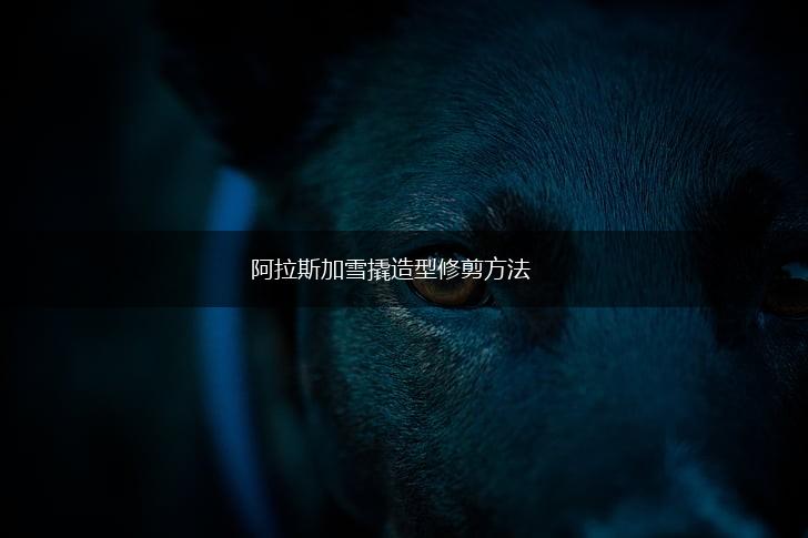 阿拉斯加雪撬造型修剪方法,第1张