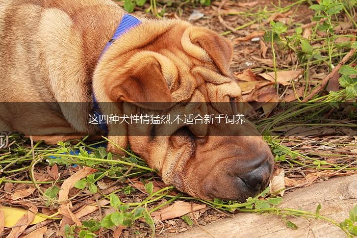 这四种犬性情猛烈,不适合新手饲养,第1张