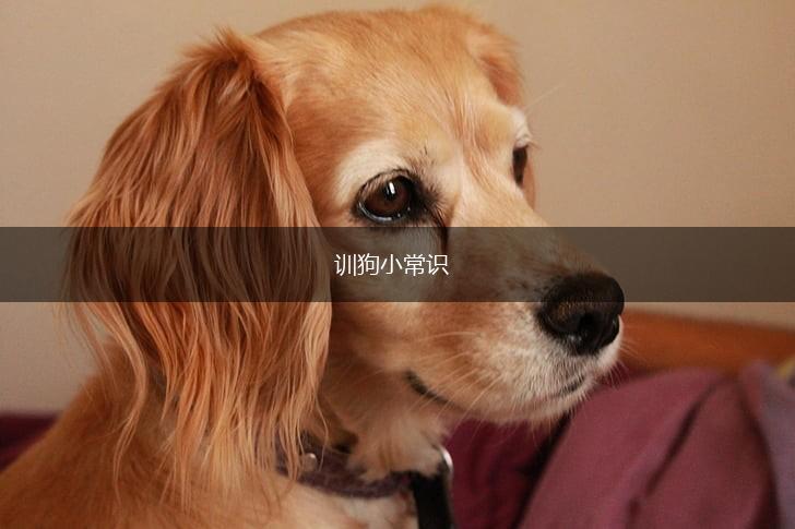 训狗小常识,第1张