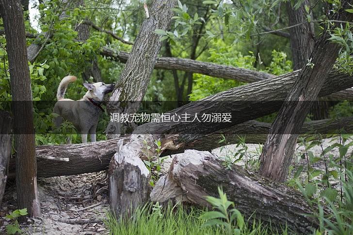 调教宠物需恒心主人勿溺爱,第1张 调教宠物需恒心主人勿溺爱,第1张