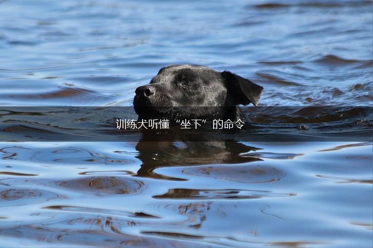 训练犬听懂“坐下”的命令,第1张