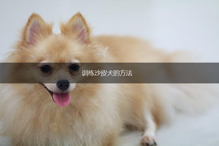训练沙皮犬的方法,第1张