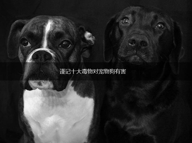 谨记十大毒物对宠物狗有害,第1张