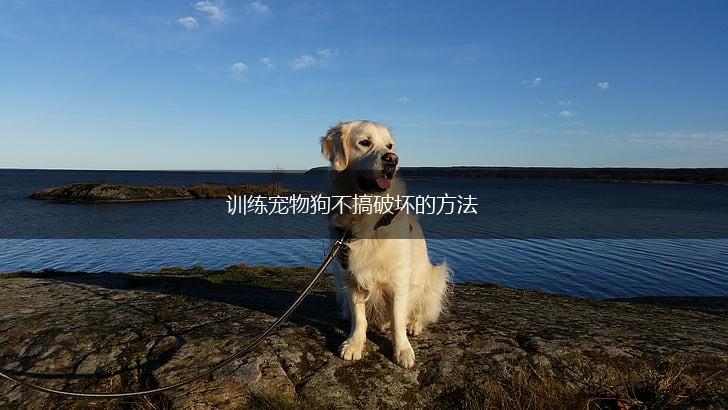 训练宠物狗不搞破坏的方法,第1张