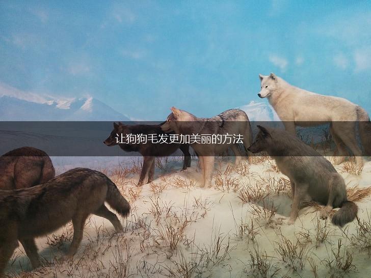 让狗狗毛发更加美丽的方法,第1张 让狗狗毛发更加美丽的方法,第1张