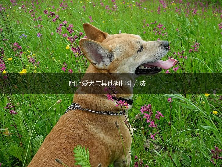 阻止爱犬与其他狗打斗方法,第1张