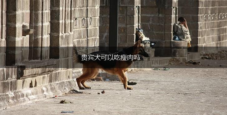 贵宾犬可以吃瘦肉吗,第1张 贵宾犬可以吃瘦肉吗,第1张