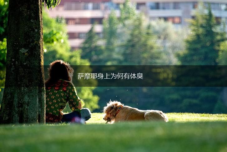 萨摩耶身上为何有体臭,第1张