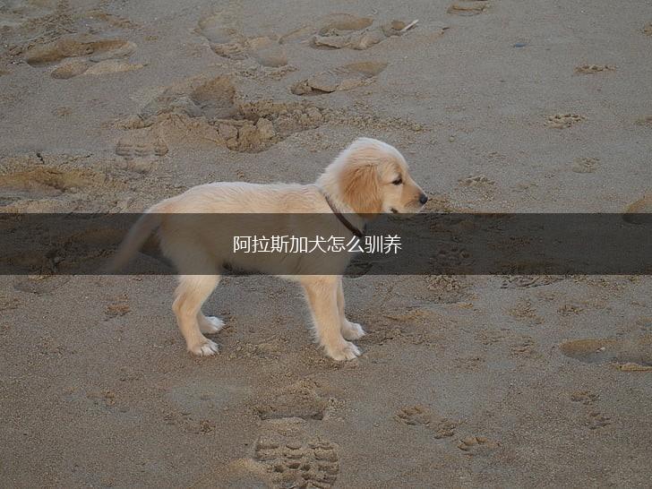 阿拉斯加犬怎么驯养,第1张