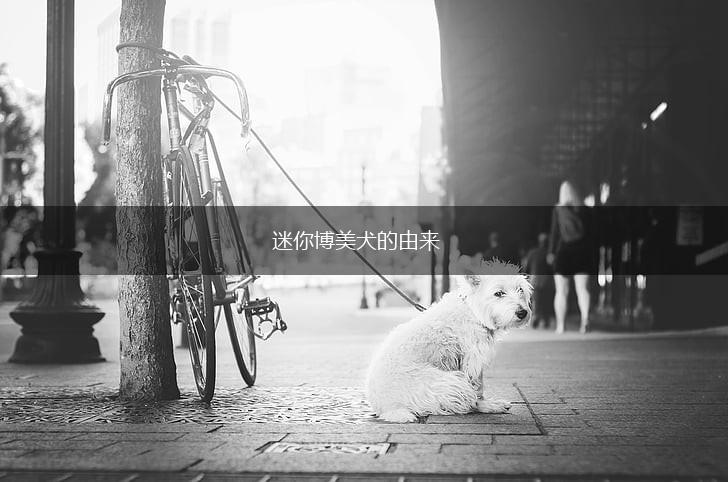 迷你博美犬的由来,第1张
