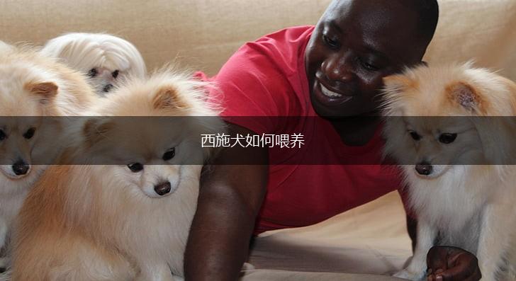 西施犬如何喂养,第1张