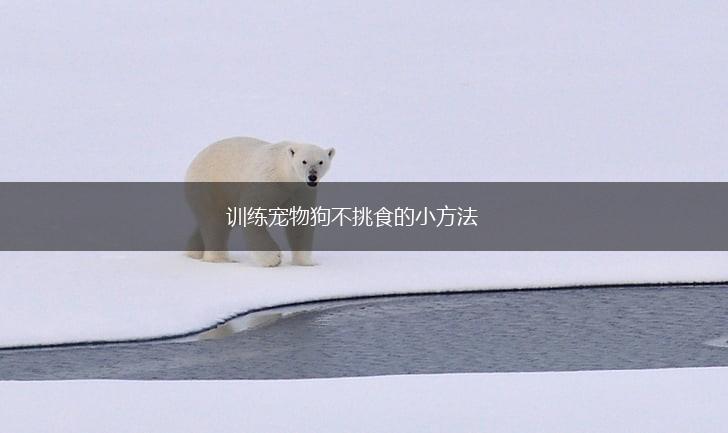 训练宠物狗不挑食的小方法,第1张