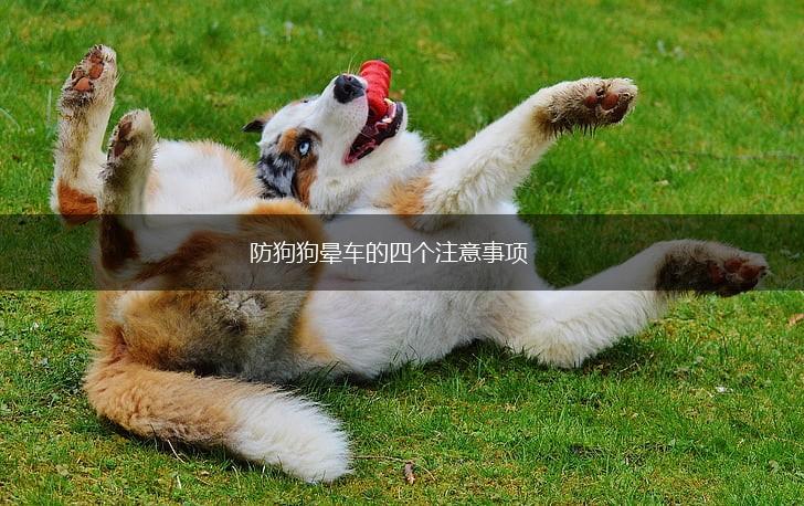 防狗狗晕车的四个注意事项,第1张