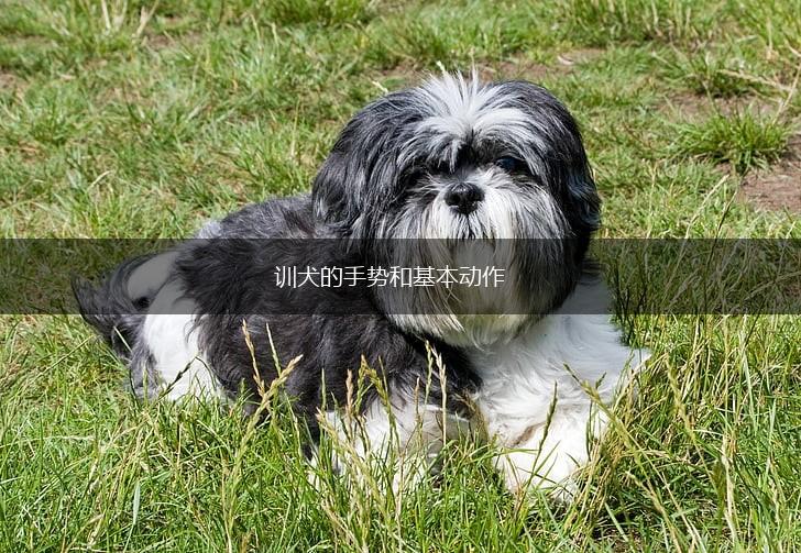 训犬的手势和基本动作,第1张