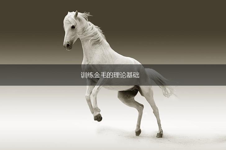 训练金毛的理论基础,第1张 训练金毛的理论基础,第1张