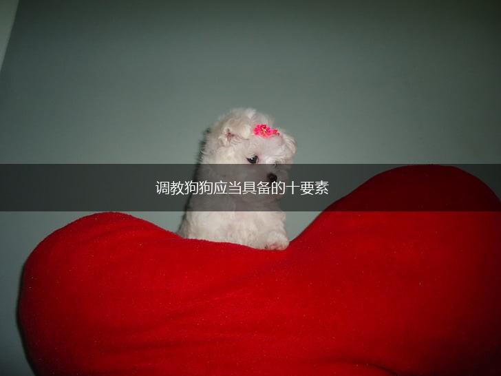 调教狗狗应当具备的十要素,第1张