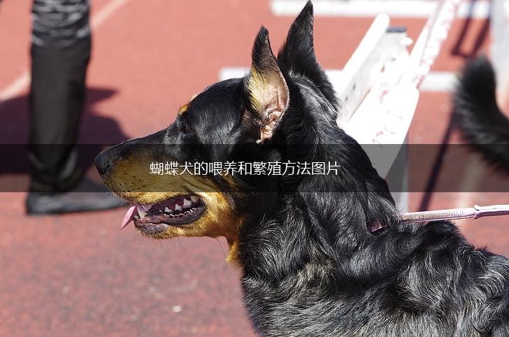 蝴蝶犬的喂养和繁殖方法图片,第1张