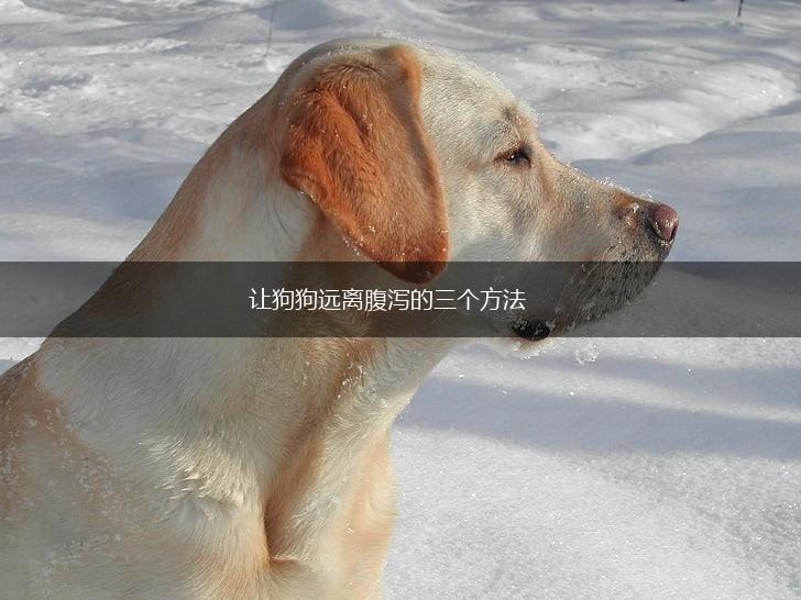 让狗狗远离腹泻的三个方法,第1张