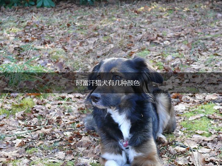 阿富汗猎犬有几种颜色,第1张 阿富汗猎犬有几种颜色,第1张