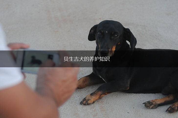 贝生吉犬的养护知识,第1张 贝生吉犬的养护知识,第1张