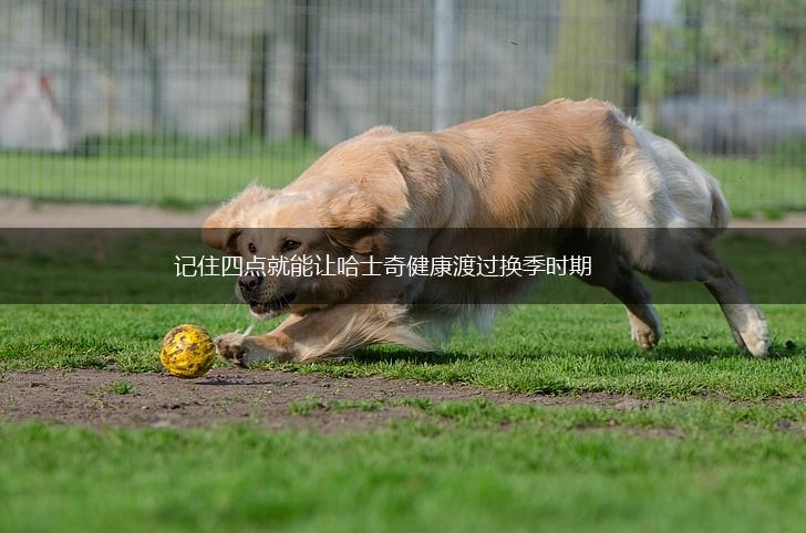 记住四点就能让哈士奇健康渡过换季时期,第1张