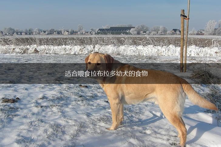 适合喂食拉布拉多幼犬的食物,第1张 适合喂食拉布拉多幼犬的食物,第1张