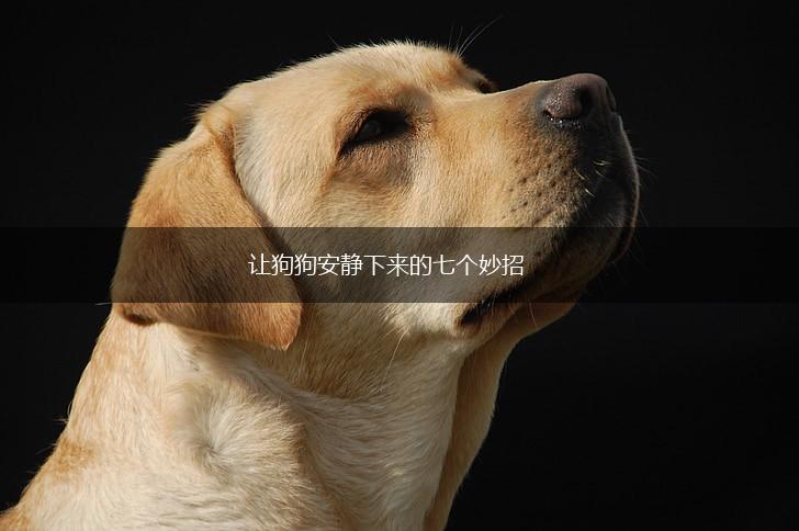 让狗狗安静下来的七个妙招,第1张 让狗狗安静下来的七个妙招,第1张