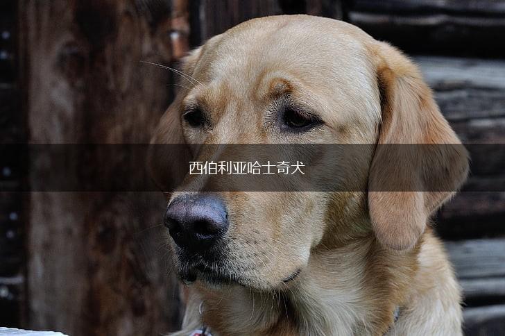 西伯利亚哈士奇犬,第1张 西伯利亚哈士奇犬,第1张
