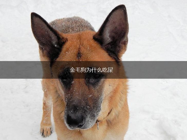 金毛狗为什么吃屎,第1张
