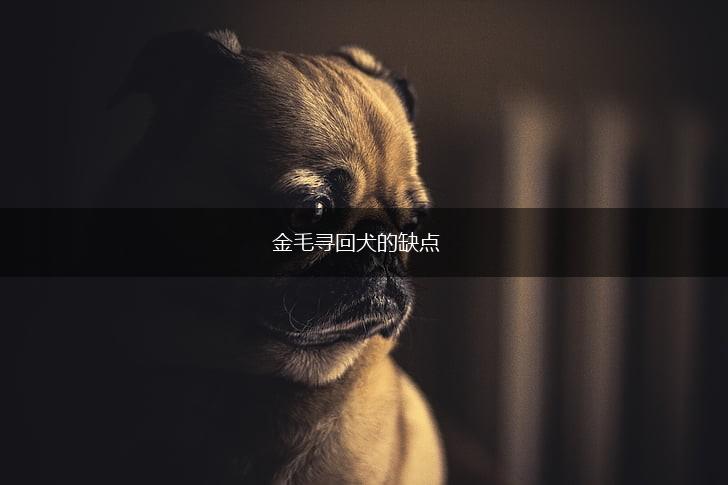 金毛寻回犬的缺点,第1张 金毛寻回犬的缺点,第1张