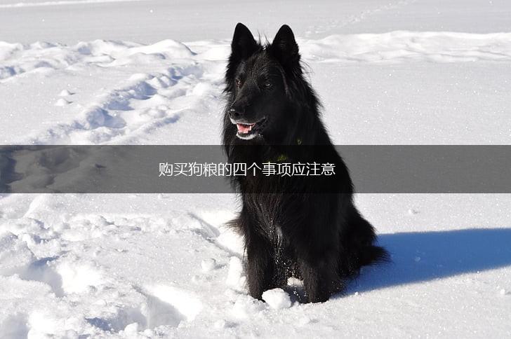 购买狗粮的四个事项应注意,第1张 购买狗粮的四个事项应注意,第1张