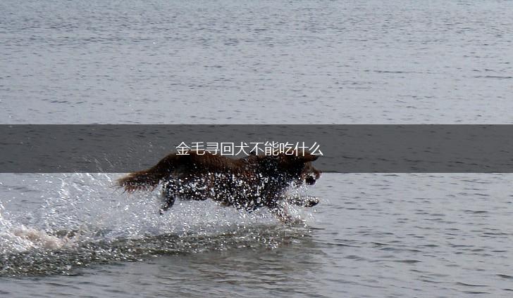 金毛寻回犬不能吃什么,第1张