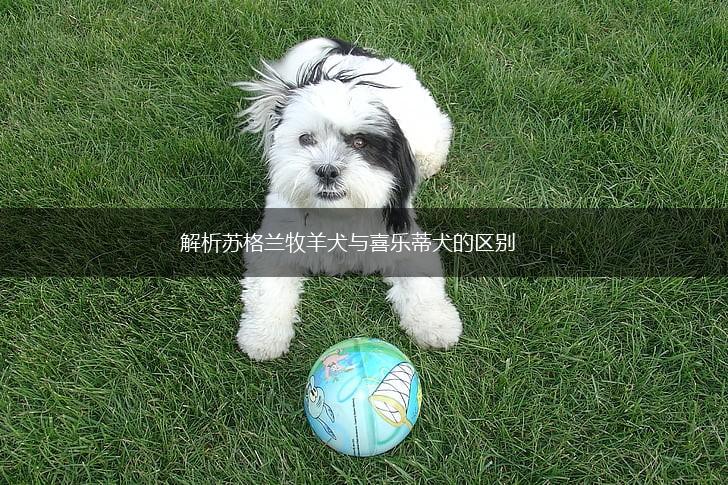 解析苏格兰牧羊犬与喜乐蒂犬的区别,第1张 解析苏格兰牧羊犬与喜乐蒂犬的区别,第1张