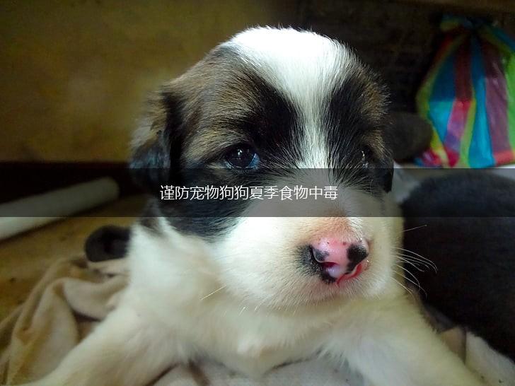 谨防宠物狗狗夏季食物中毒,第1张