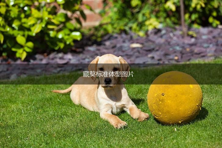 藏獒标准体型图片,第1张 藏獒标准体型图片,第1张