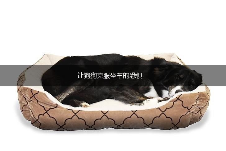 让狗狗克服坐车的恐惧,第1张 让狗狗克服坐车的恐惧,第1张